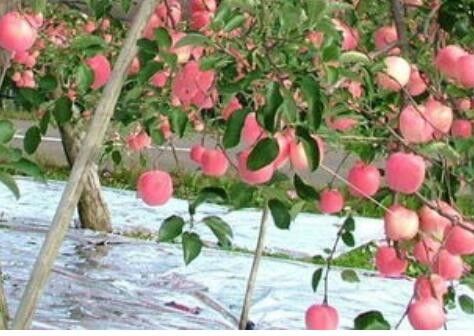 عرض 20-2300 میلی متر فیلم Apple Tree Flective Agriculture Metapized CPP