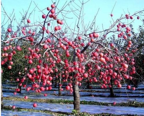 سیب درختی گلخانه 12 میکرون کشاورزی فیلم زیست تخریب پذیر