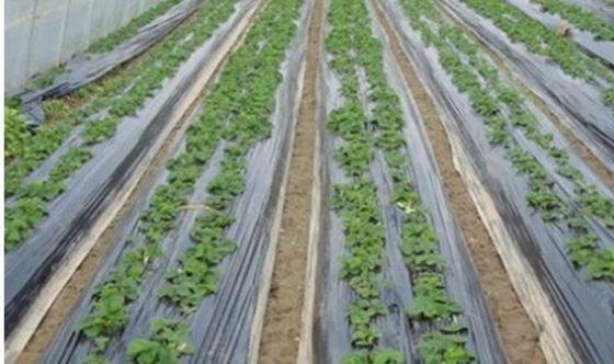 نقره ای سیاه و سفید فیلم کشاورزی پلاستیکی توت فرنگی بلوبری PE محافظ