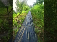 PP با نفوذ UV بالا سیاه و سبز چادر ضد علف های زراعی