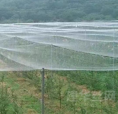 100٪ PE رنگ شفاف سفید ضد حشرات گلخانه ای برای گیاهان و انگور