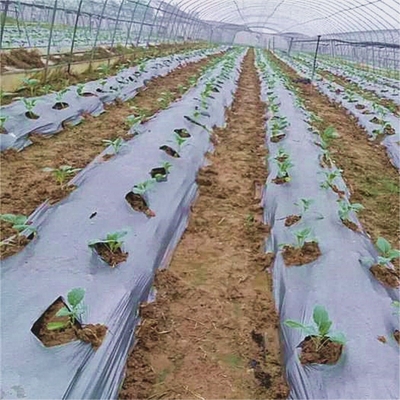 زراعت فلمی که برای علف های گیاهی استفاده می شود، دمای خاک و نگهداری رطوبت را بهبود می بخشد