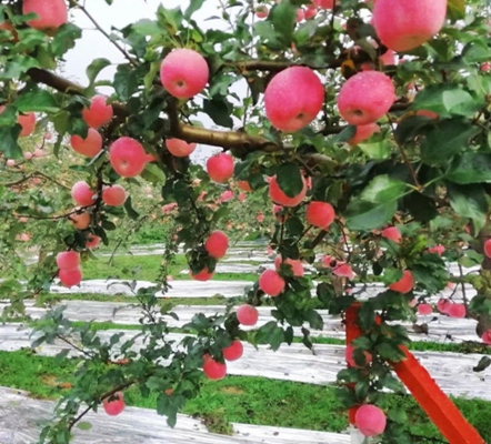 Silver aluminum-coated 12mic PE agricultural film, agricultural reflective film, apple tree silver reflective film