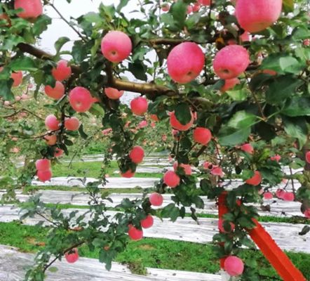 Soft 12mic PE metalized film for apples and grape, fruit reflective film