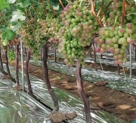 Soft 12mic PE metalized film for apples and grape, fruit reflective film