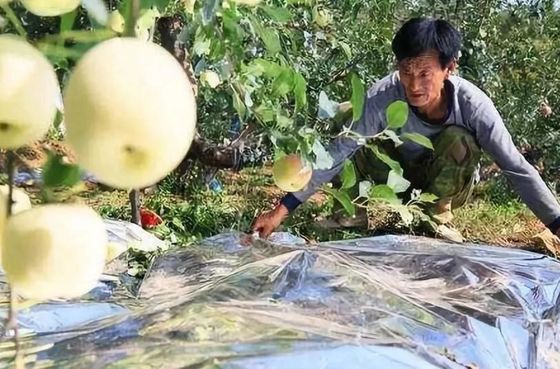 سیب درختی گلخانه 12 میکرون کشاورزی فیلم زیست تخریب پذیر