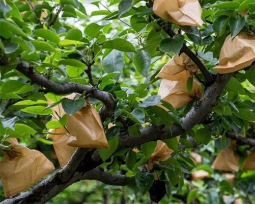 کیسه کاغذی بسته بندی انبه محافظ رشد میوه ویتنام ضد آب