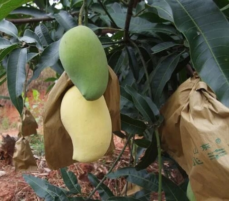 کیسه های محافظ انبه ضد آب کیسه محافظ میوه برای بازاریابی سریلانکا